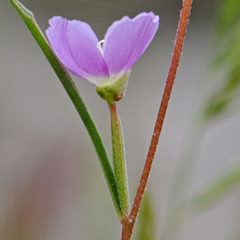 Clarkia purpurea, Winecup Clarkia